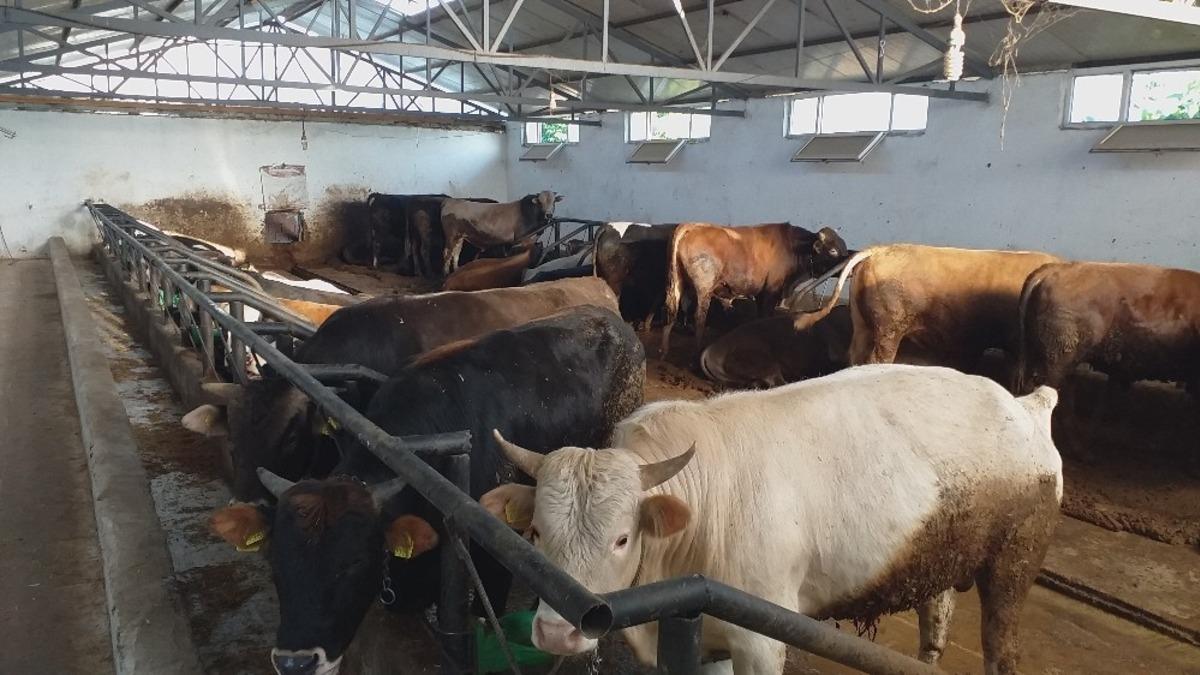 D&uuml;zce&rsquo;de kurbanlık satışları başladı