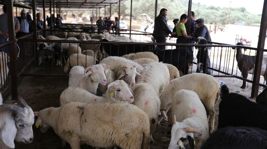 B&ouml;lgenin en eski hayvan pazarı hizmete a&ccedil;ıldı