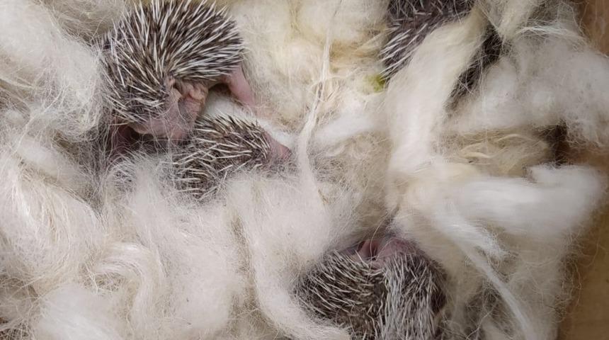 Yavru kirpiler, koruma altına alındı