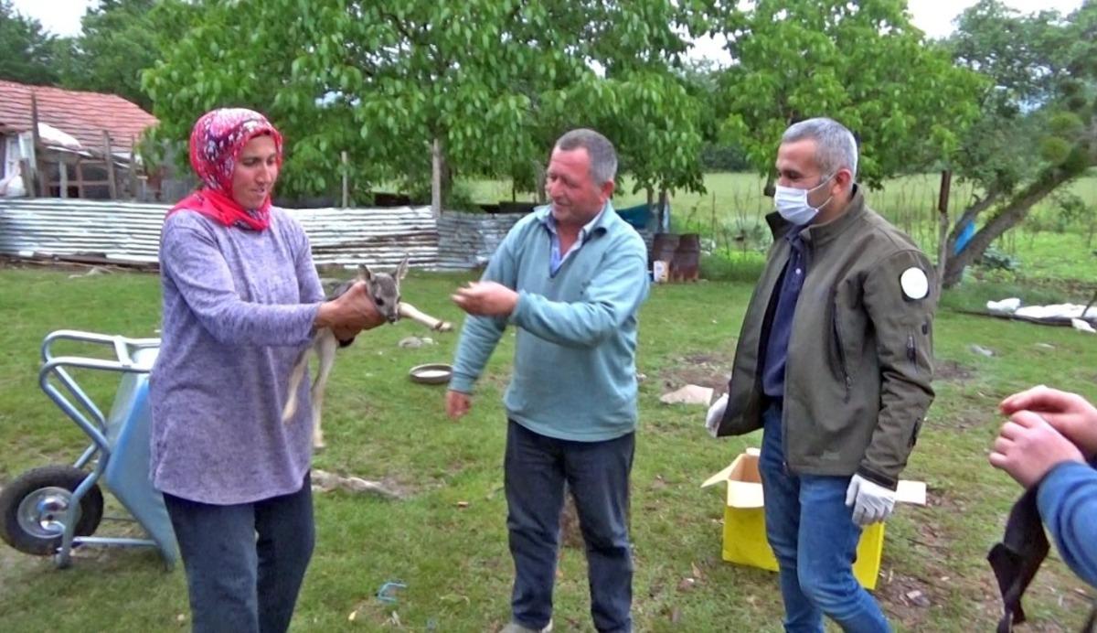 Annesini kaybeden yavru karacaya şefkat eli