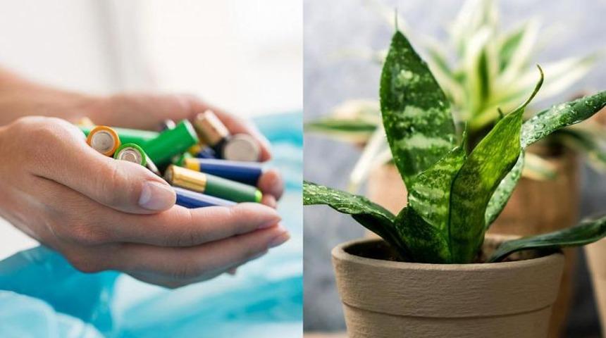 Biten pilleri atmayın! Bitkilere yarayabilir