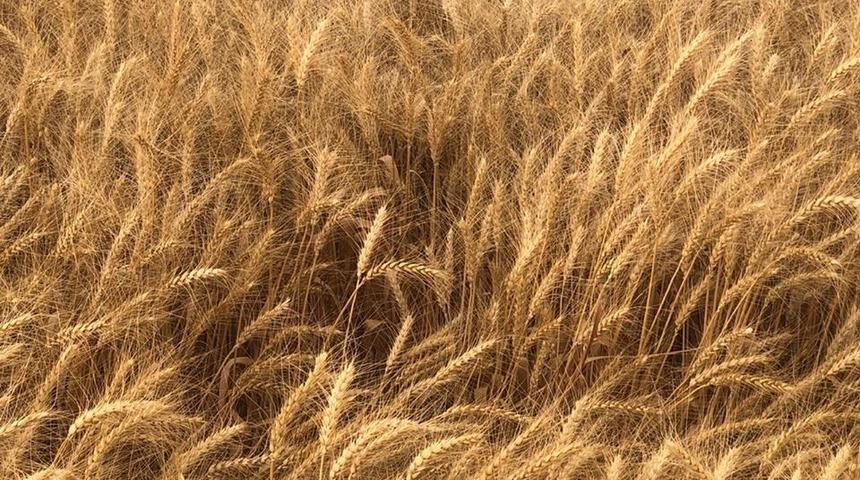 Sivas, ekmeklik buğday &uuml;retiminde 5&rsquo;inci sırada