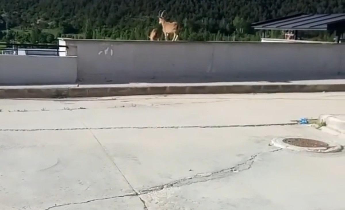 Yavru yaban ke&ccedil;ileri hastane bah&ccedil;esine indi