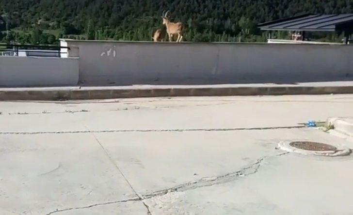 Yavru yaban keçileri hastane bahçesine indi G1