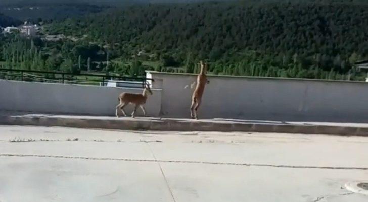 Yavru yaban keçileri hastane bahçesine indi G2