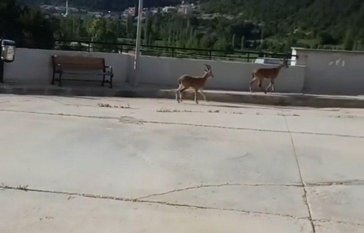 Yavru yaban keçileri hastane bahçesine indi G3