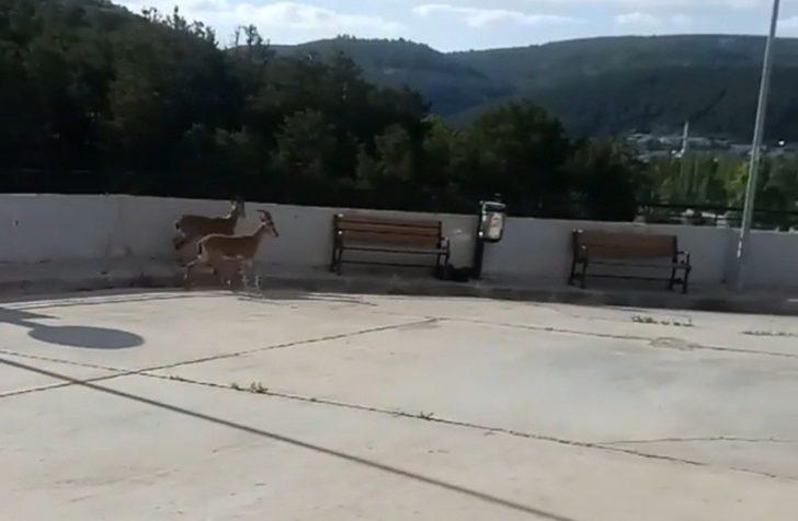 Yavru yaban keçileri hastane bahçesine indi G4