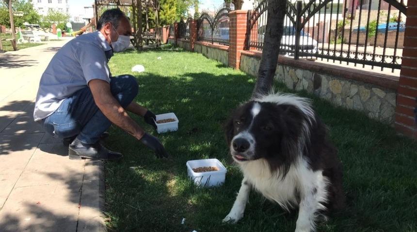 Adıyaman Belediyesi sokak hayvanlarını unutmuyor