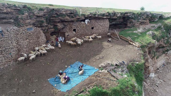 Mağarada yetiştiriyor! Sebebini öğrenince çok şaşıracaksınız G1