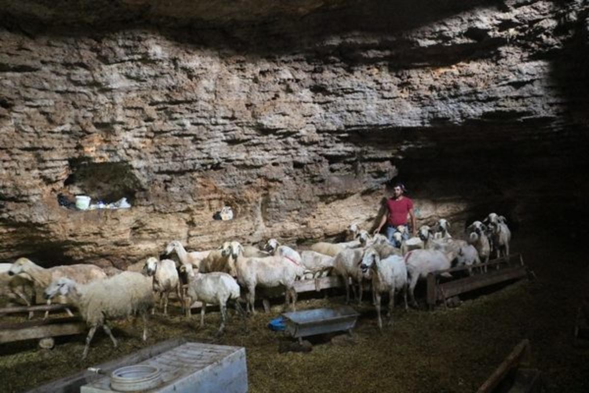 Mağarada yetiştiriyor! Sebebini &ouml;ğrenince &ccedil;ok şaşıracaksınız