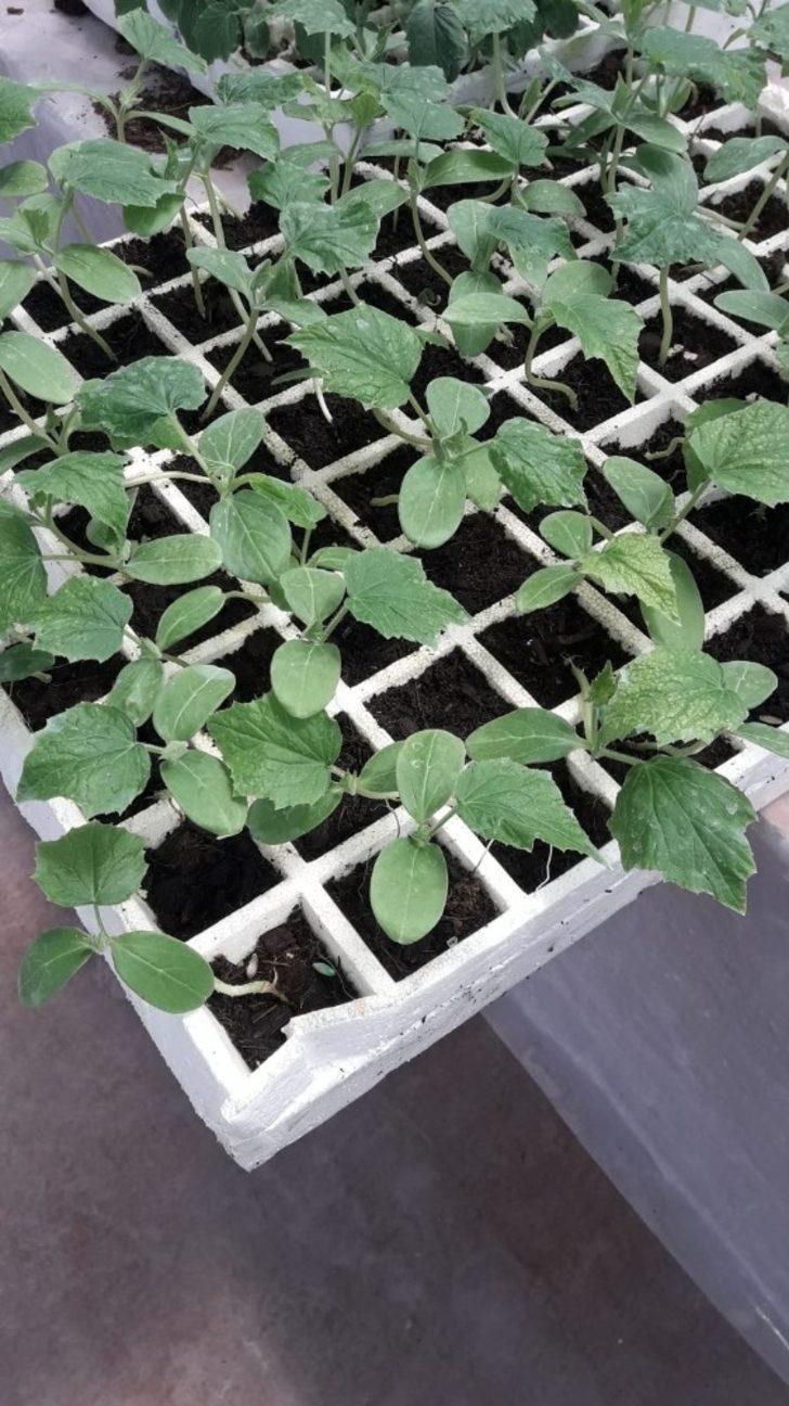 Çaldıran Belediyesi imkansızı başarıyor G1