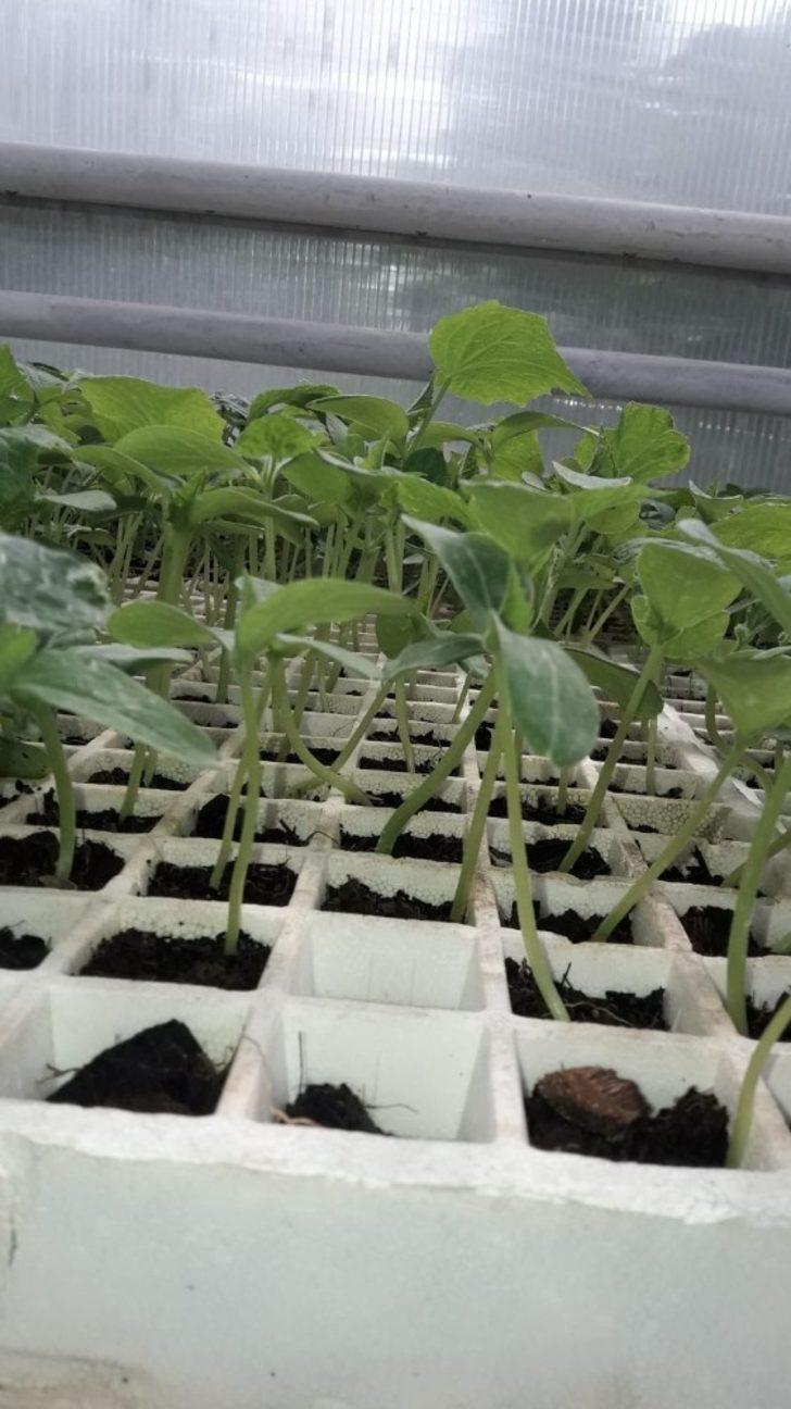 Çaldıran Belediyesi imkansızı başarıyor G3