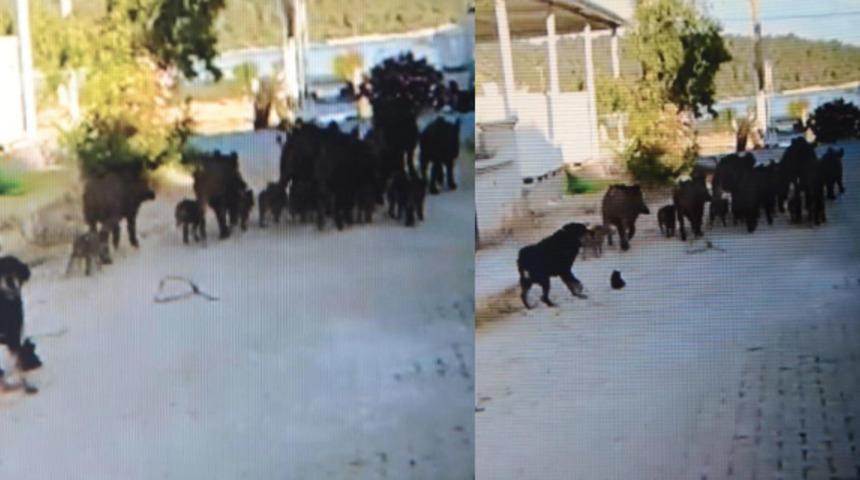 Aydın'ın Didim il&ccedil;esinde domuz s&uuml;r&uuml;s&uuml; paniği!