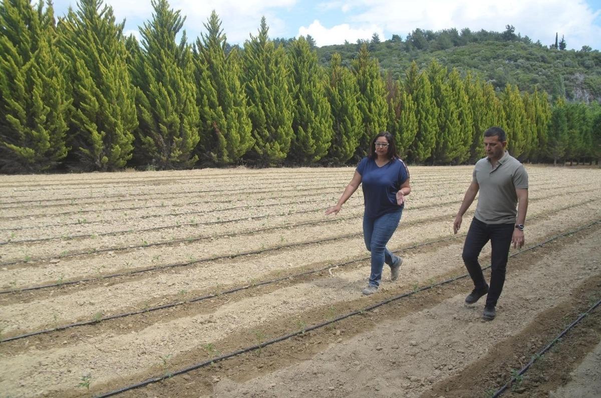Kuşadası Belediyesi yerli fidelerle &uuml;retime başladı