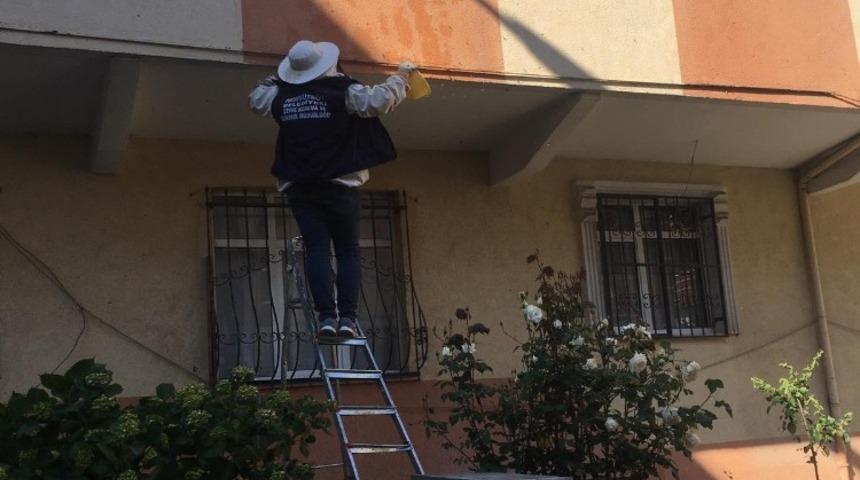 Arılar apartman duvarına yuva yaptı