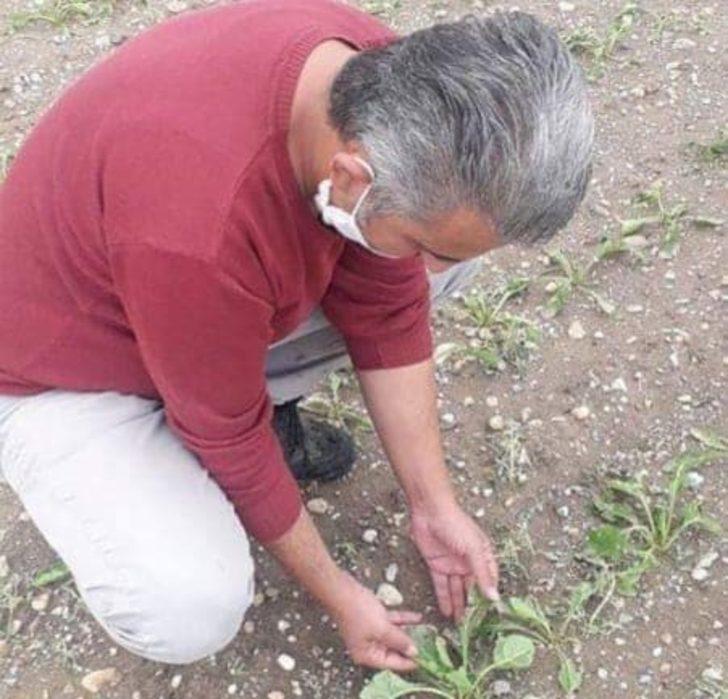 Tarım alanlarında dolu zararı G3