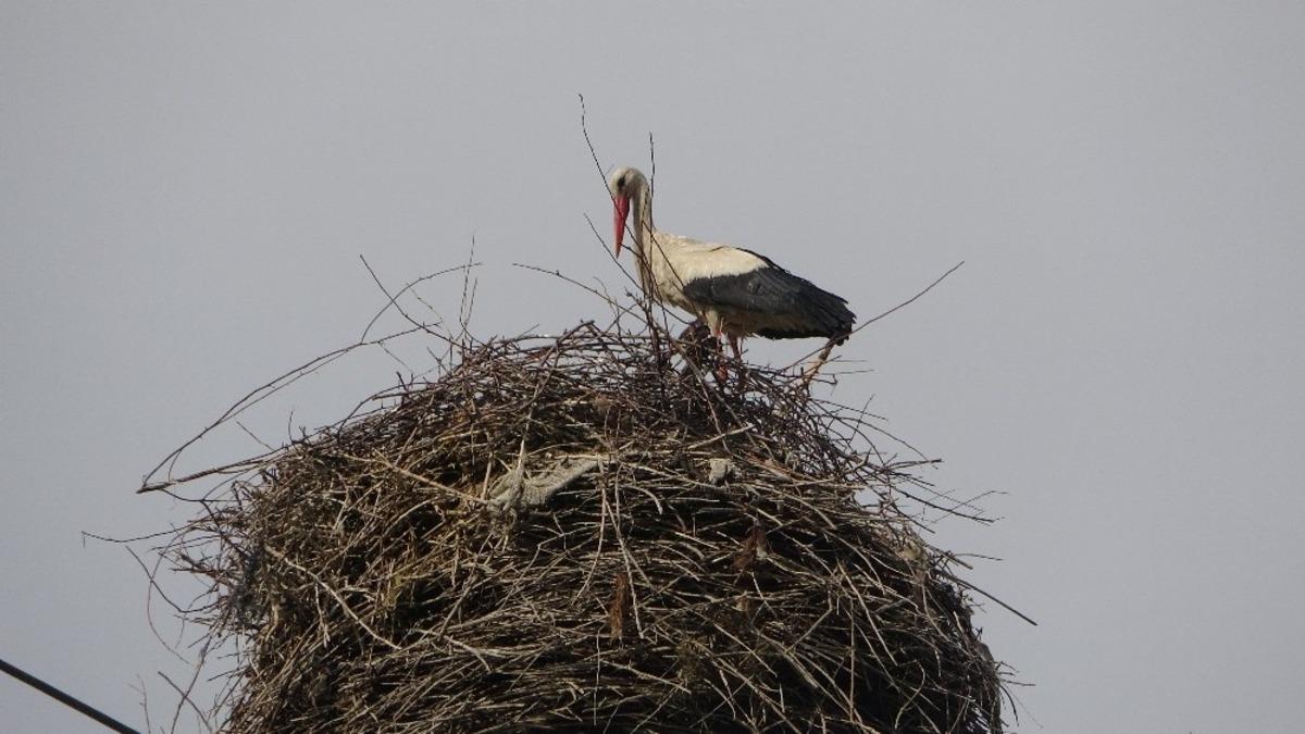 Elektrik direğine yuva yapan leylek ailesi dikkat &ccedil;ekiyor