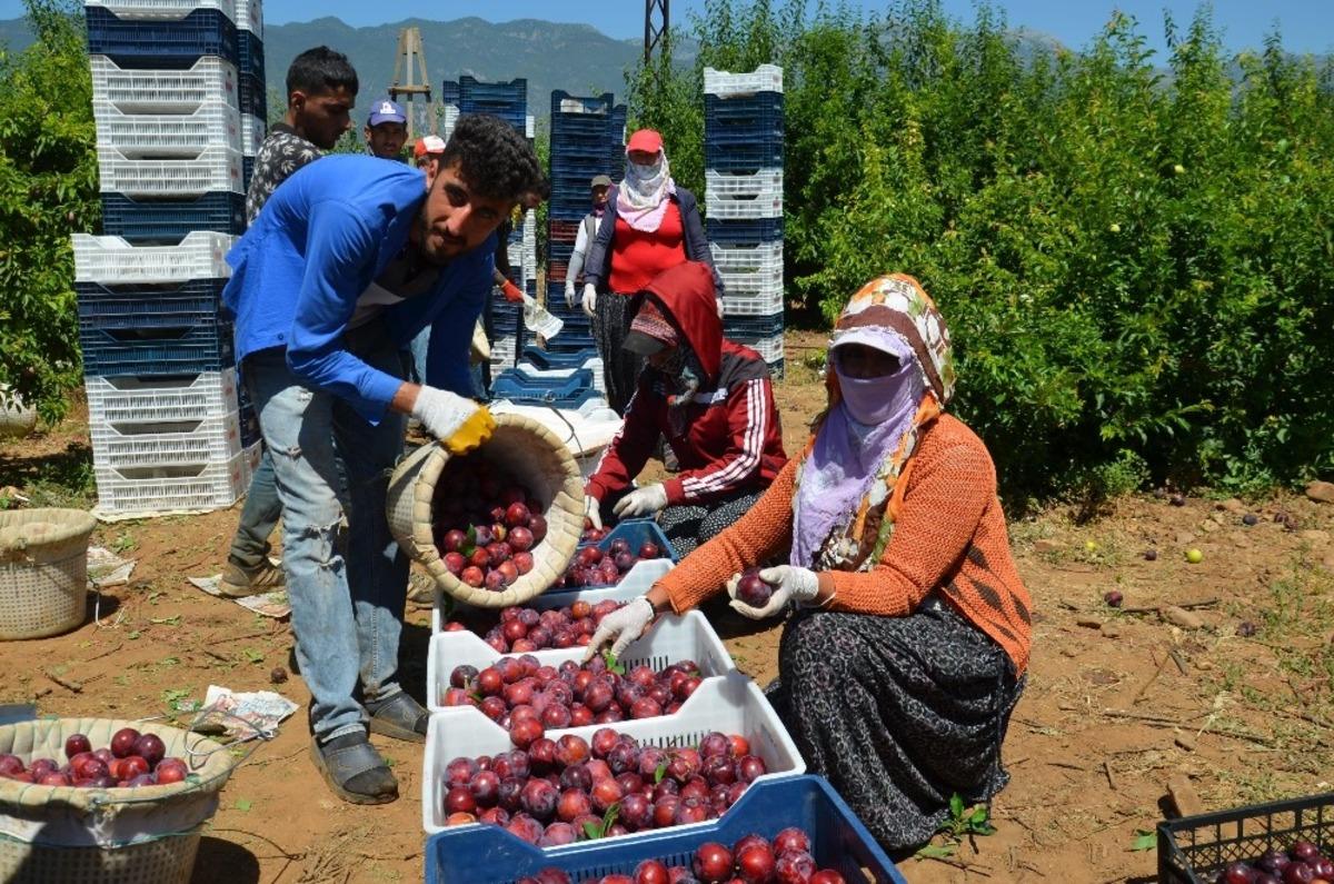 Hatay&rsquo;dan Rusya, Ukrayna ve Arap &uuml;lkelerine erik ihracatı