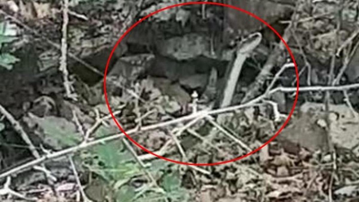 Her biri dev ve &ouml;ld&uuml;r&uuml;c&uuml;! Bu kez Artvin'de g&ouml;r&uuml;ld&uuml;