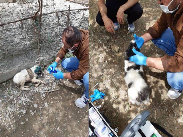 Yavru köpekler gençlik hastalığına yakalandı