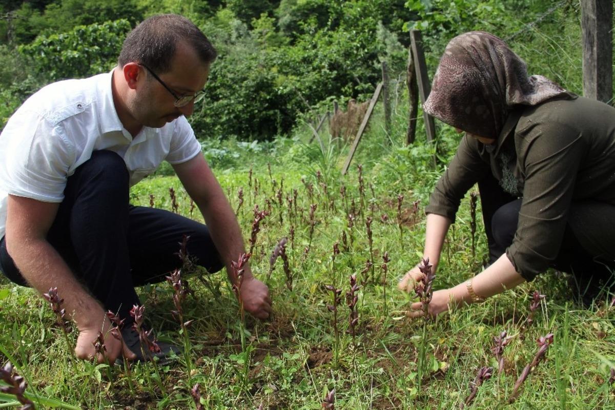 Giresun&rsquo;da ilk defa &uuml;retimi yapıldı, kilosu bin 400 TL&rsquo;den satılıyor