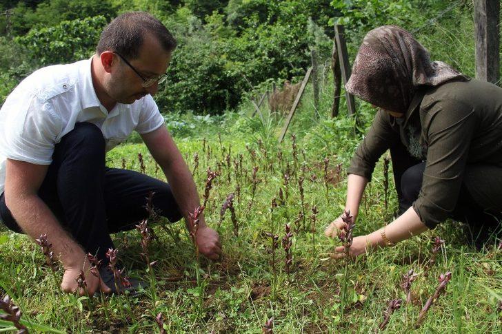 Giresun’da ilk defa üretimi yapıldı, kilosu bin 400 TL’den satılıyor G1