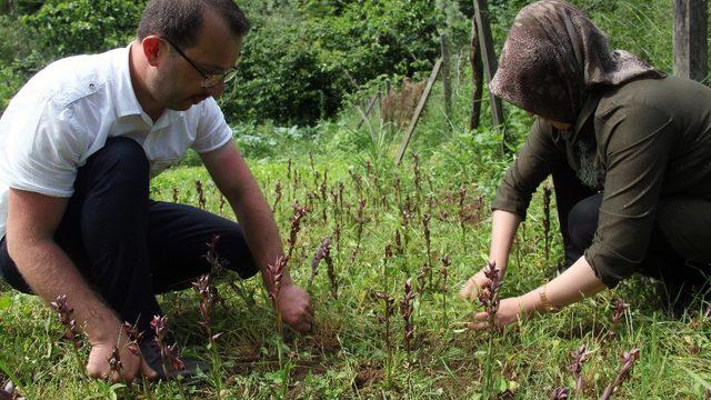Giresun’da ilk defa üretimi yapıldı, kilosu bin 400 TL’den satılıyor
