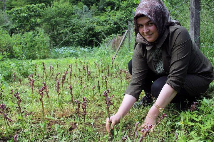 Giresun’da ilk defa üretimi yapıldı, kilosu bin 400 TL’den satılıyor G2