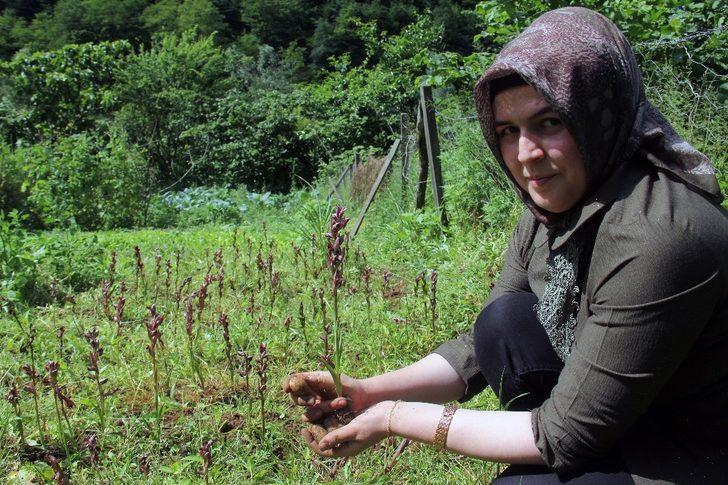 Giresun’da ilk defa üretimi yapıldı, kilosu bin 400 TL’den satılıyor G3
