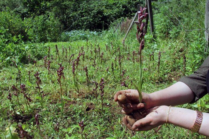 Giresun’da ilk defa üretimi yapıldı, kilosu bin 400 TL’den satılıyor G4