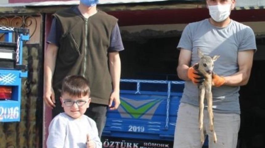 Vatandaşın dikkati yavru karacaları kurtardı