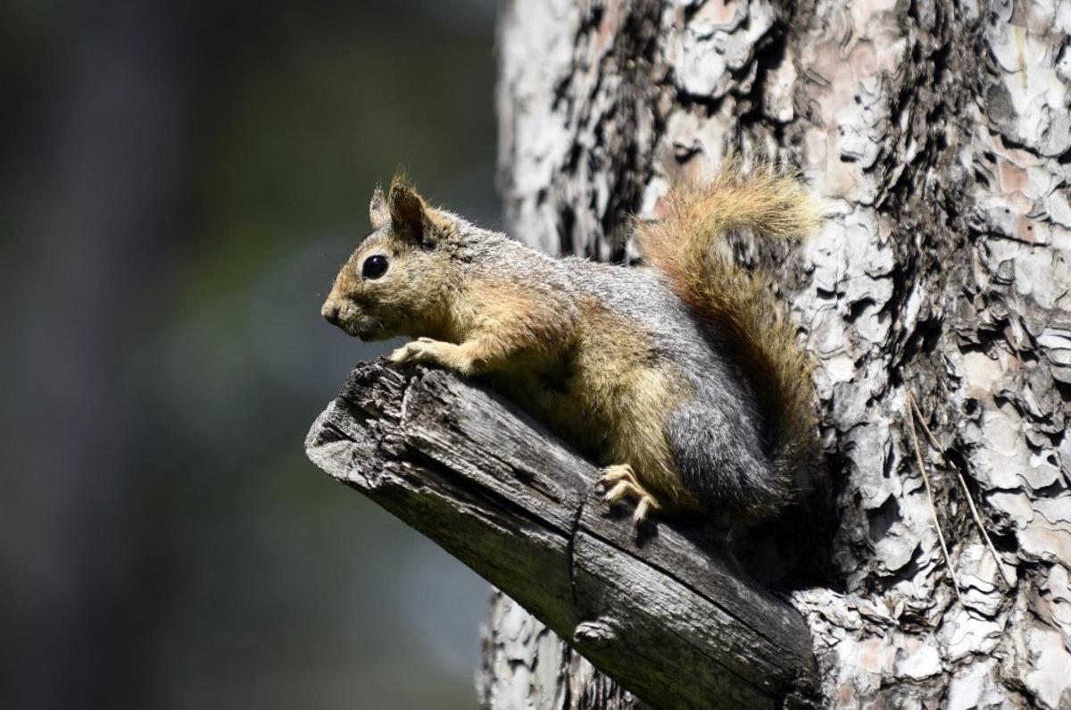 Kepez ormanlarında doğal yaşam