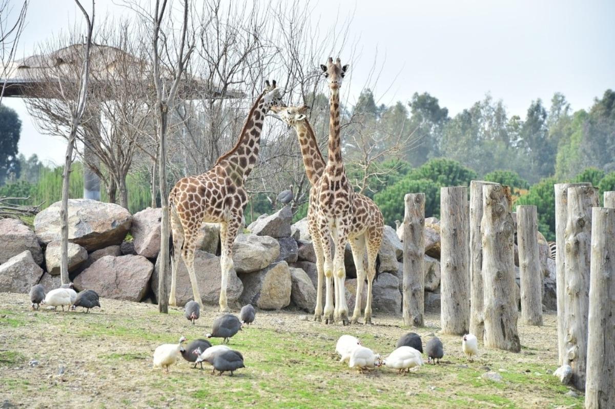Sasalı Doğal Yaşam Parkı yeniden a&ccedil;ılıyor