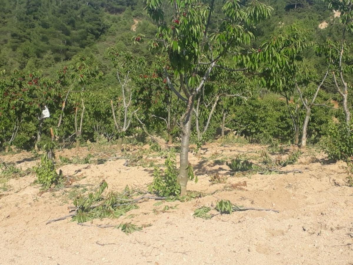 Ayı ve domuzlar kiraz &uuml;reticilerini &ccedil;ileden &ccedil;ıkardı