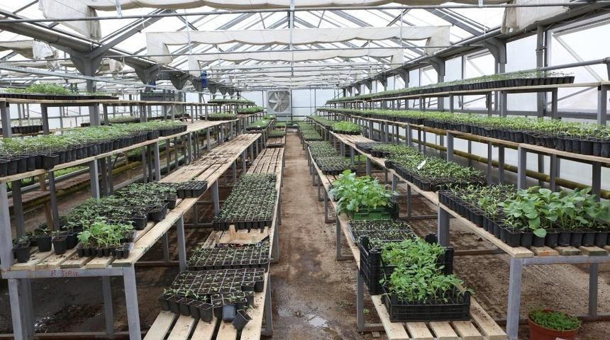 Bolu Belediyesi, zarar g&ouml;ren &ccedil;ift&ccedil;ilere 400 binin &uuml;zerinde fide dağıttı