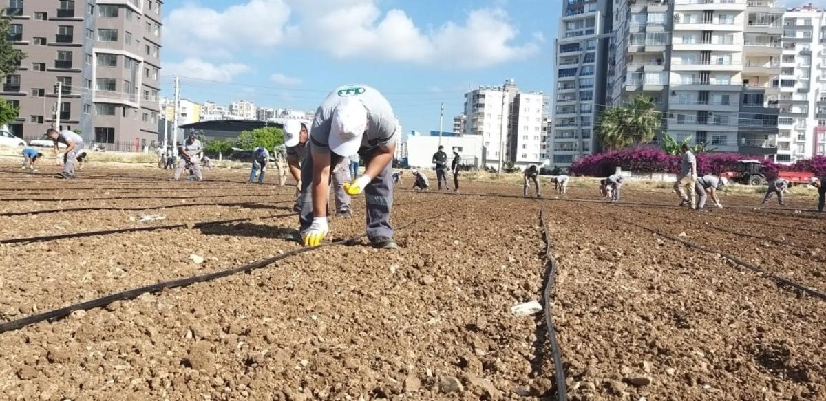 Mezitli&rsquo;de kent i&ccedil;i tarım yayılıyor