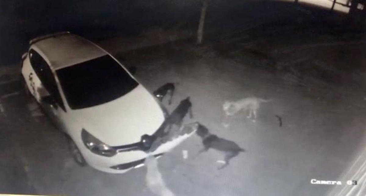 Kedi kovalayan k&ouml;pekler otomobilin tamponunu par&ccedil;aladı