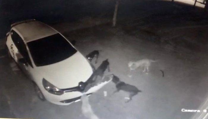 Köpekler, kedinin altına kaçtığı otomobilin tamponunu parçaladı