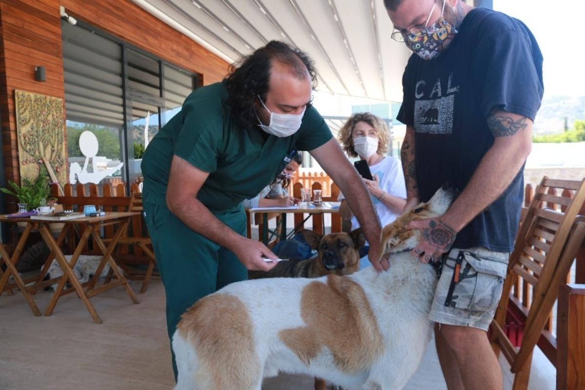 Sokak hayvanlarını kimliklendirme &ccedil;alışmaları devam ediyor
