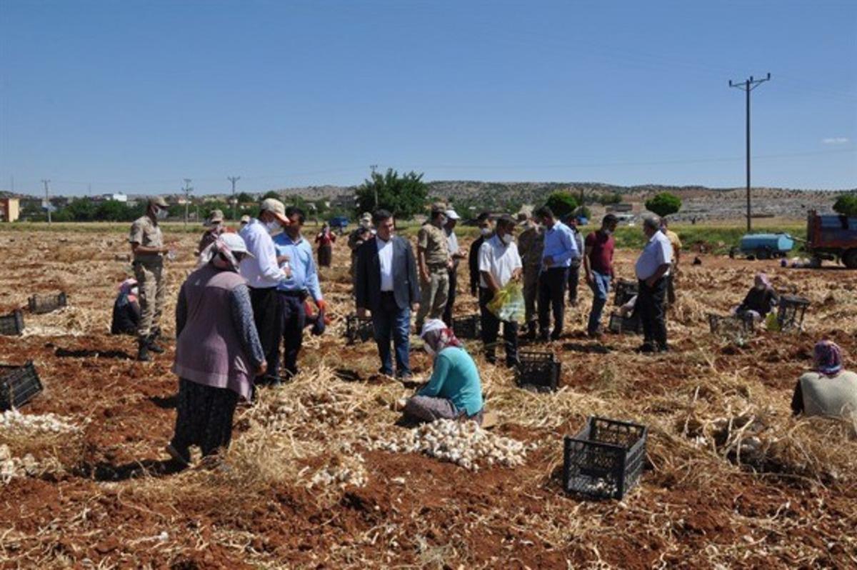 Besni&rsquo;de sarımsak hasadı başladı