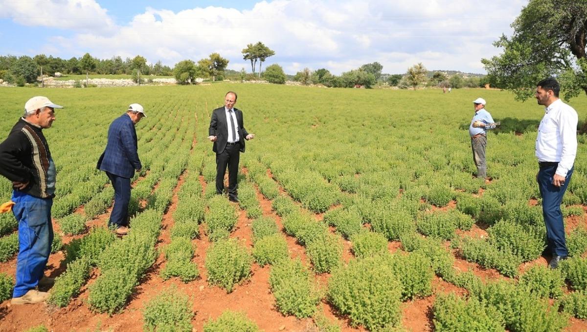 Kekik &uuml;reticisini zirai don vurdu