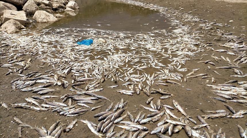 Adıyaman’da korkutan görüntü! Binlercesi böyle bulundu