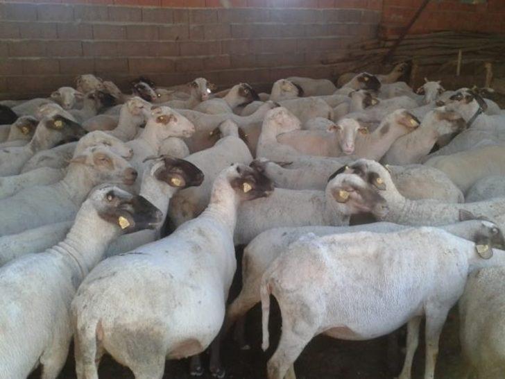 Şaphane’de hayvanların aşı ve küpeleme çalışmaları G2