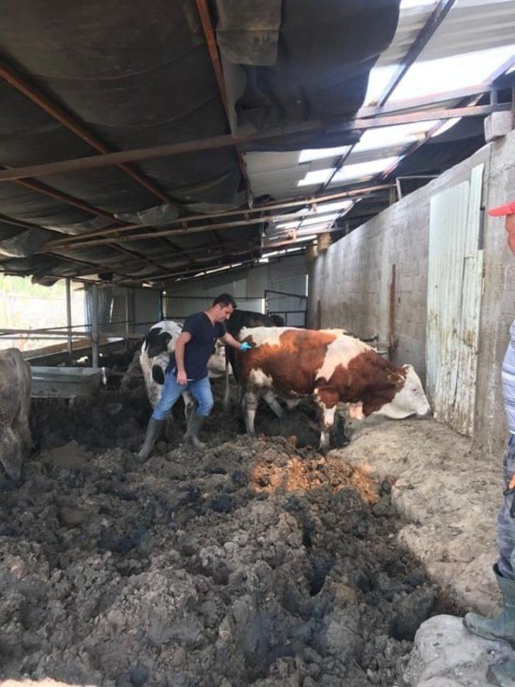 Şaphane’de hayvanların aşı ve küpeleme çalışmaları G4