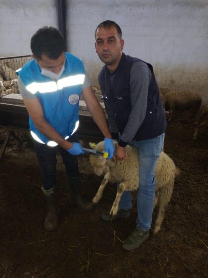 Şaphane’de hayvanların aşı ve küpeleme çalışmaları G5
