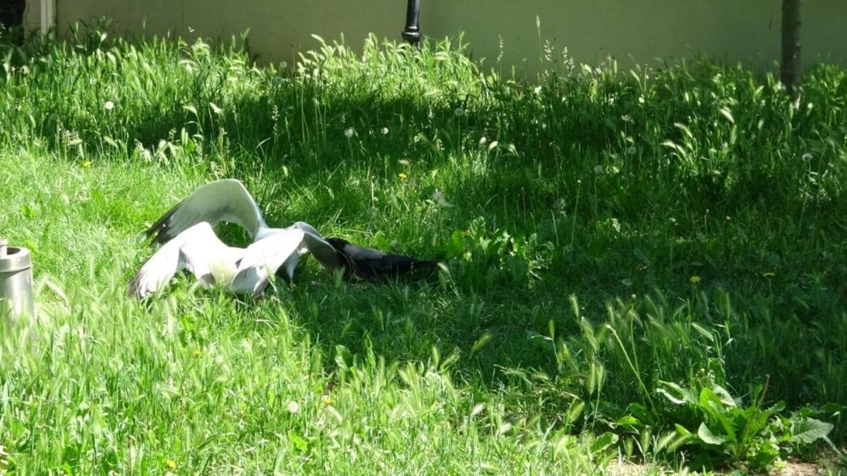 Martılar kavgaya tutuştu, karga ayırdı