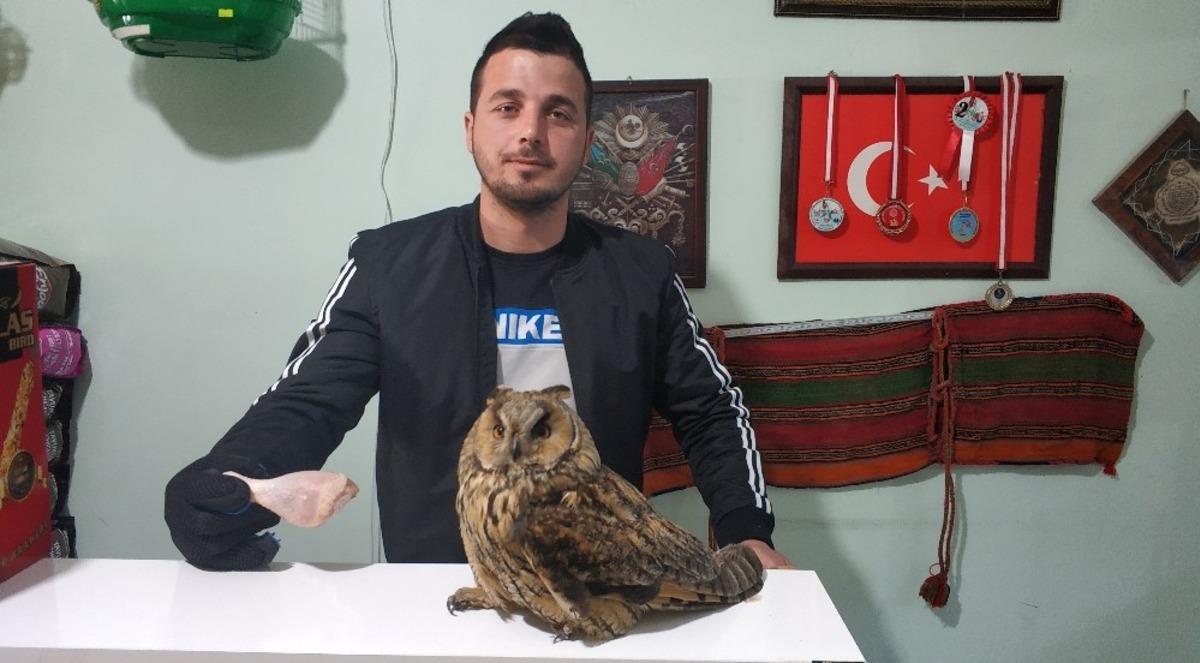 Yaralı baykuş petshopa sığındı