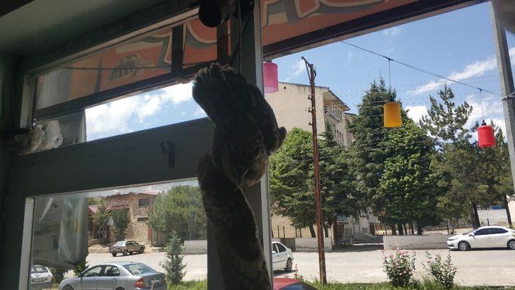 Yaralı baykuş petshopa sığındı G4