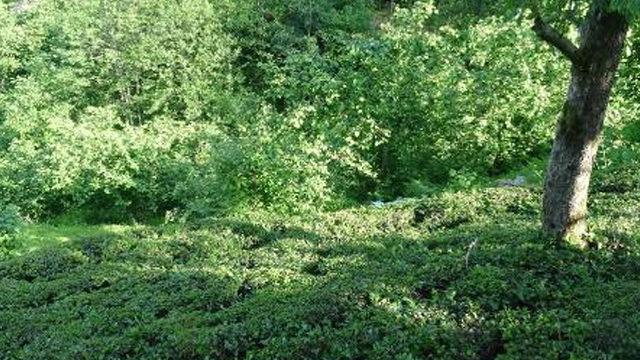 Önce Trabzon sonra Sinop ve Artvin'de görüldü! Vatandaşlarda büyük korku