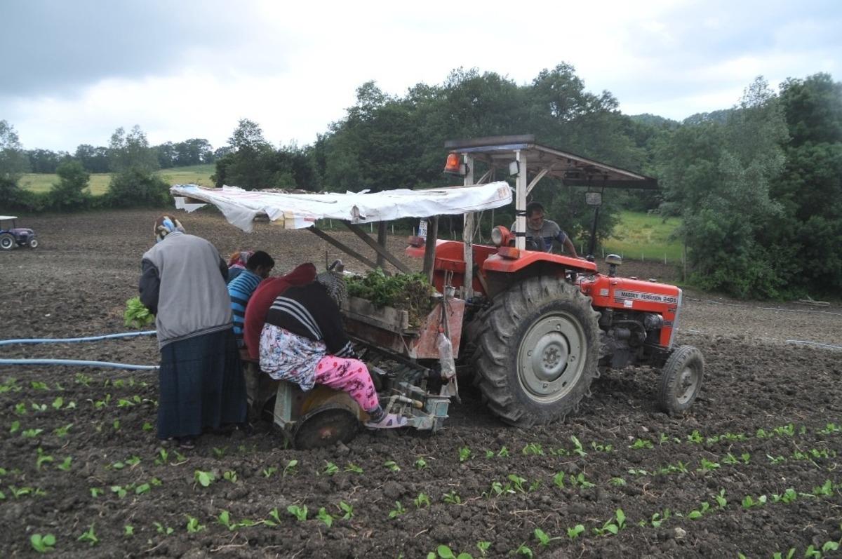 Bafra Ovası&rsquo;nda t&uuml;t&uuml;n fidesi dikimi başladı